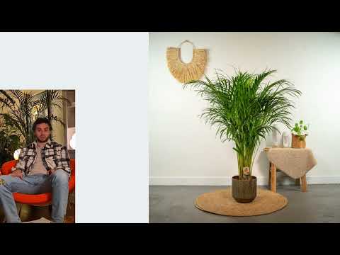 Areca PflanzenZentrum