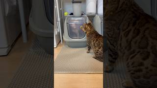 兄猫リンクが妹猫アレクサに、いけずしとる【スフィンクス ベンガル】