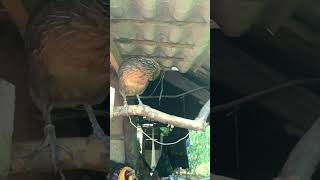 Download lagu Suab poj qaib qus seev 100% mp3 Download lagu Suab poj qaib qus seev 100% mp3