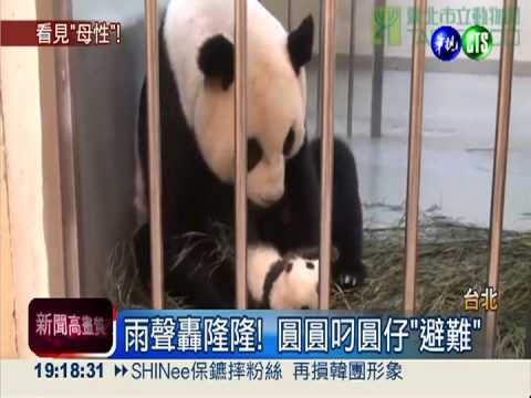 被雨聲驚醒 圓圓急叼圓仔"避難"