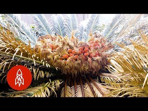 日本的毒藥烹飪 (Cooking With Poison in Japan)