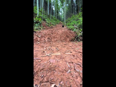 Today I've eaten crab sashimi Chinese pastoral dog, dog eating yellow sand sage, puppy puppy