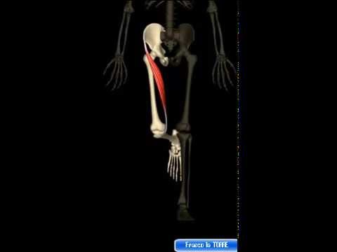 ACL rottura dei sintomi del ginocchio Qual è la sciatica sullo sfondo di osteocondrosi