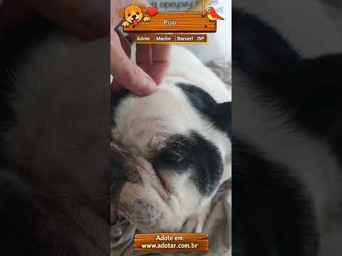 Vídeo de Pipo