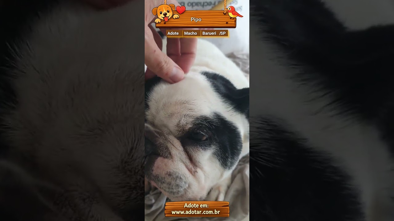 Cachorro raça SRD-ViraLata idade 6 ou mais anos nome Pipo