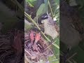 #wildanimals #birdslover #birds #babybird #wildbirds #wildbirdlife #wildwildlife #nature