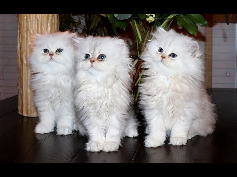 Shaded Silver Persian Kittens - 11 Weeks Old