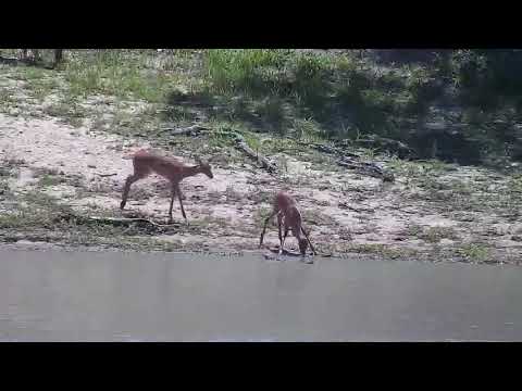Djuma: Impalas drink at the dam - 10:22 - 11/28/21