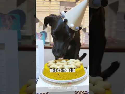 PARABÉNS PRA MIM - Aniversário de cachorro #shorts #cachorros #cachorro #cachorrosengraçados