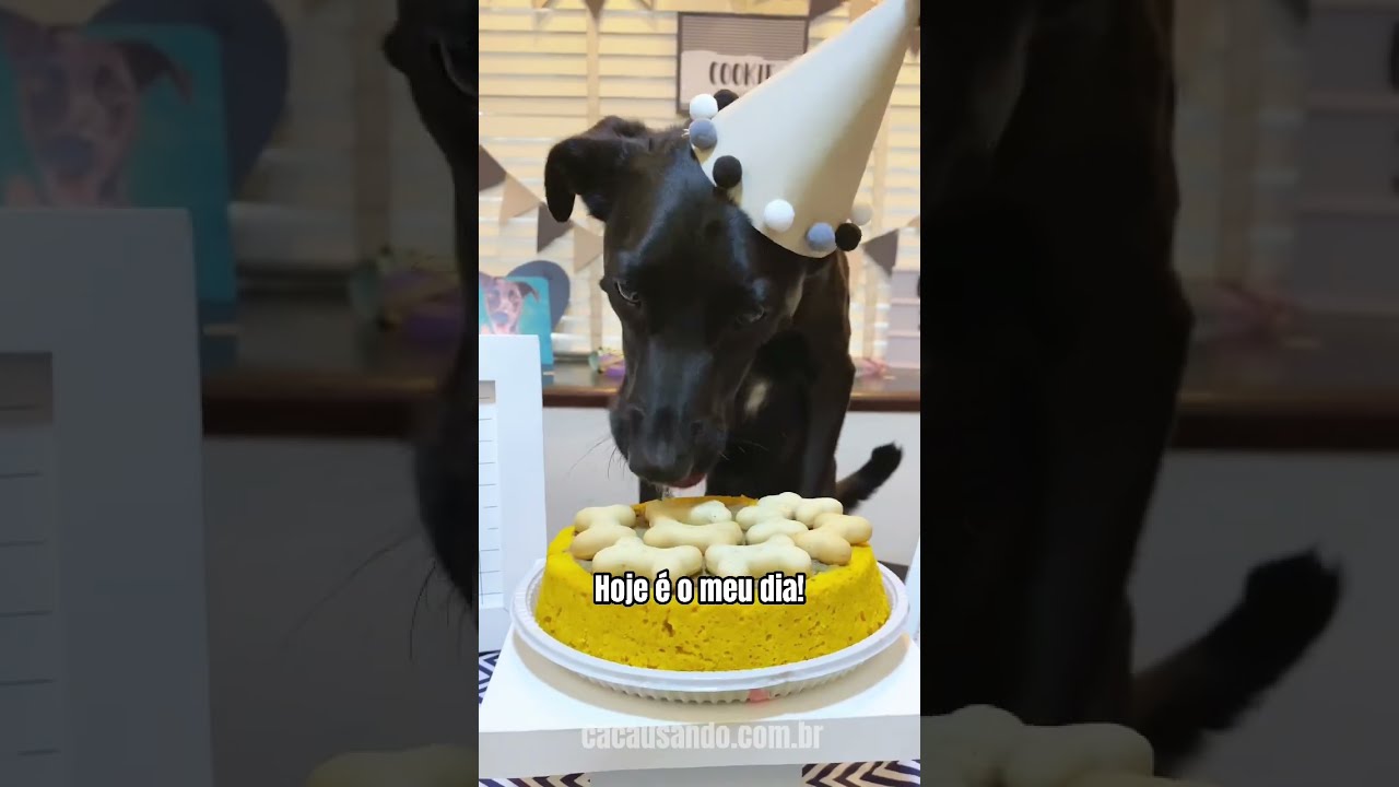 PARABÉNS PRA MIM - Aniversário de cachorro #shorts #cachorros #cachorro #cachorrosengraçados