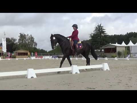 World Championship Working Equitation 2022 in les Herbiers dressage test Weis Katja on DIONISUS