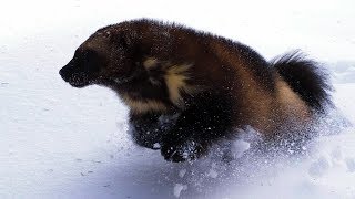 На что ловят росомаха