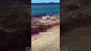 #shark #attack #shorts #ocean #blowthisup #blood #scary #viral #trending #fyp #foryou #popoff