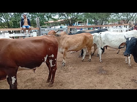 Feira de Gado de Sumé PB 13/07/2026