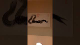 樫内利政 撮影　お泊まりは一龍さんへ