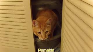 Pumpkin uses the cat litter pan a blessing