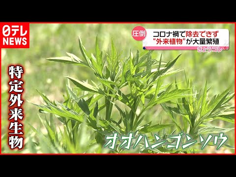 園芸 外来植物の順応