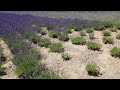 【富良野観光】2021年7月上旬のファーム富田のラベンダー畑の様子 綺麗に咲いています lavender field farm tomita early july furano sightseeing