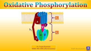 3: Oxidative Phosphorylation | Biological Oxidation | Biochemistry | N'JOY Biochemistry
