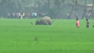 Elephant brutally kills man in India