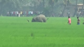 Elephant brutally kills man in India