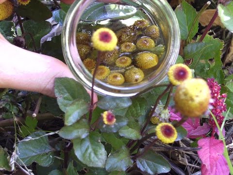 YouTube video about: How to make toothache plant tincture?