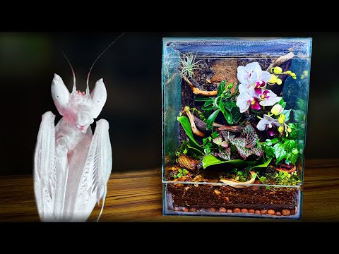 Naturalistic orchid mantis terrarium