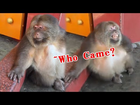 Xingxing: Do You Think I'm Being Obedient?!