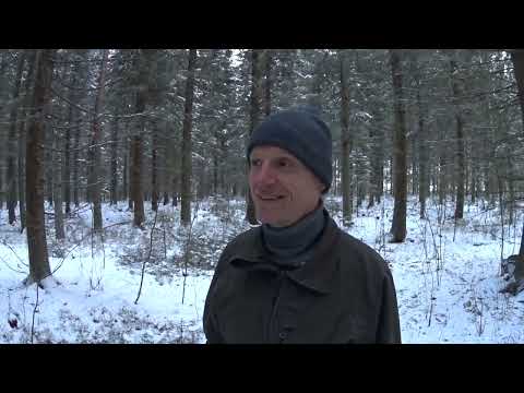 Metsolan Metsäkoulu 240 - Miltä näyttää 400 m3 / ha metsä - ei oo vielä kaikki nutullaan!