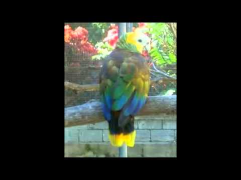 Winston Soso - All man ah want it (Old Vincy Soca)