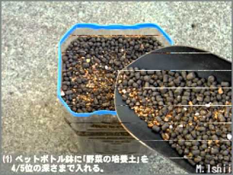 チャイブの種まき: 最良のヒント 植物