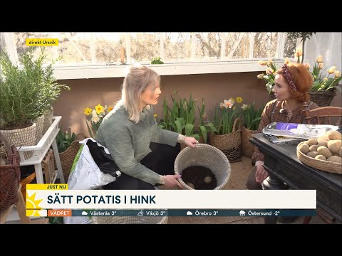 Dags att sätta potatisen – om du vill äta hemodlat till midsommar - Nyhetsmorgon (TV4)