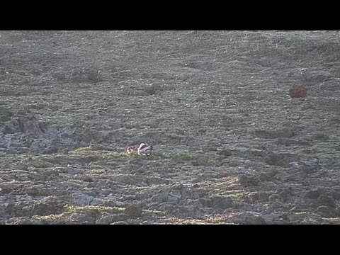 Djuma: Blacksmith Lapwing with one NEW chick(1st day seen) - 07:18 - 06/27/19