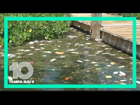 Tide In Tampa