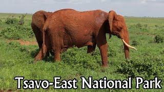 preview picture of video 'Canon 60D + 24-105mm L Video Tsavo East National Park Elefants [HD]'