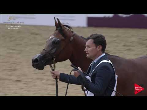 N.87 RAYYANAT AL KHOR - 2019 Qatar Individuals - Fillies 2 Years Old (Class 2C)