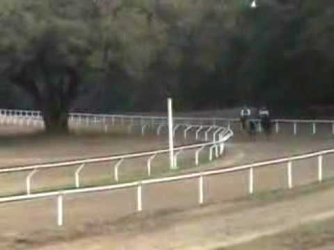 Powerscourt Filly 08' in Training in Ocala, FL. Feb 2010. Fa
