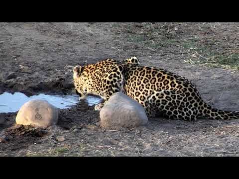 Djuma: Hosana and Thandi(with cub Tlalamba) - 16:46 - 07/31/18