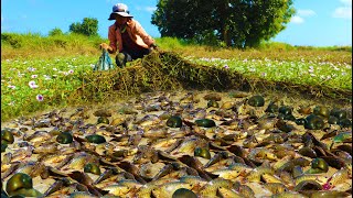 Fishing Traditional! Collect Best Five Videos Searching Fish Snails Crabs By A Fisherman 2022