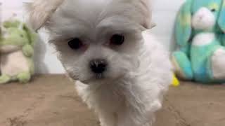 マルチーズの動画01
