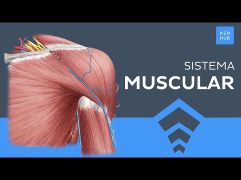 Sistema muscular: Tipos, Clasificación, Músculos principales - Anatomía Humana | Kenhub