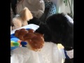 Mazel Tov to Motty on His Bark Mitzvah