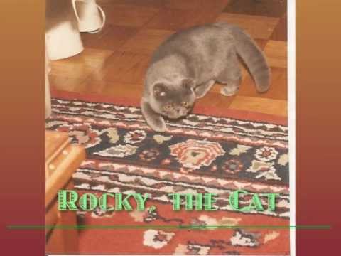 Rocky, The Cat