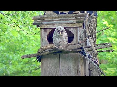 Moon Branches And Climbs Up Nesting Tree | WBU Barred Owl Cam – May 4, 2024