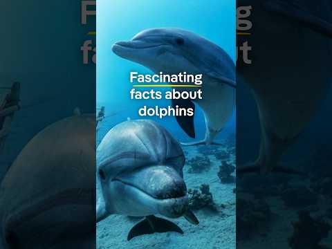 Fascinating Facts About Dolphins | Dw Documentary