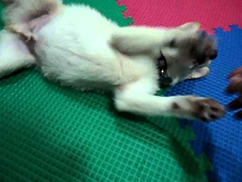 教我家杏仁翻身(原發表者:jimmilk7995)(體能訓練)