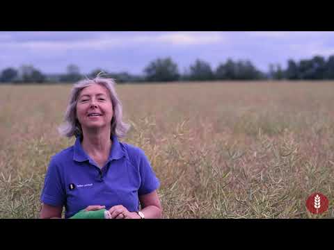 Rapsernte Teil 1: Erntetermin | Mähdrescher optimal einstellen und Verluste senken beim Rapsdrusch.