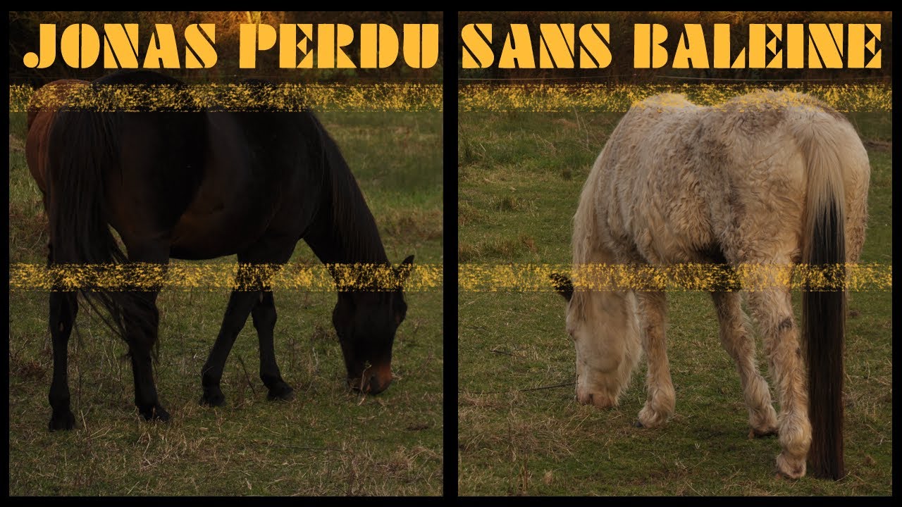 Jonas perdu sans baleine Trailer