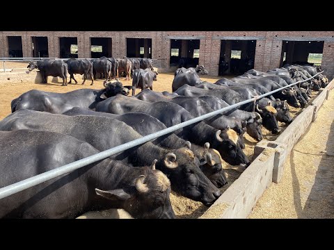Pak Biggest 800 Nili Ravi Buffalo and Cow Dairy Farm ll SB Dairy and Livestock Farm