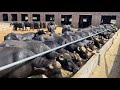 Pak Biggest 800 Nili Ravi Buffalo And Cow Dairy Farm Ll SB Dairy And Livestock Farm